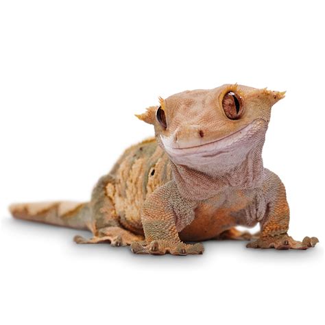 Correlophus ciliatus  Crested Gecko  – Reptilianostra