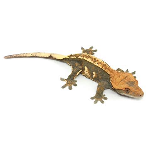 Correlophus ciliatus   Fire  ADULTE   Gecko à crête