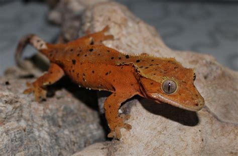 Correlophus Ciliatus / Gecko à crête