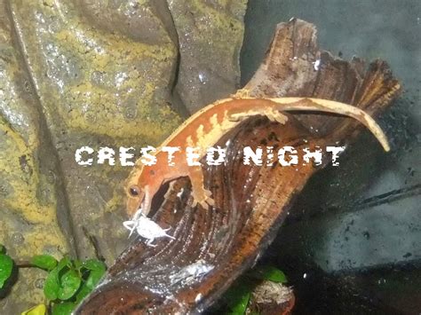 Correlophus ciliatus  gecko crestado : Alimentación