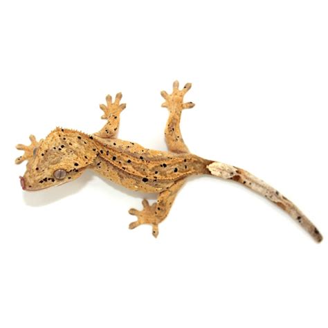 Correlophus ciliatus  Super dalmatien    Gecko à crête