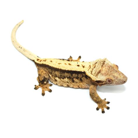Correlophus  Rhacodactylus  ciliatus  Full Pinstripe    Gecko à crête