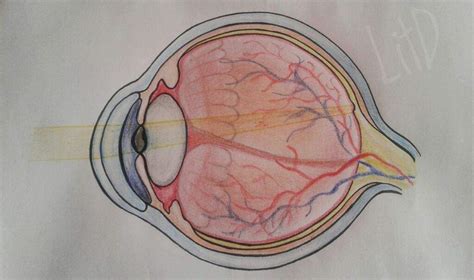Corte transversal del ojo humano | •Arte Amino• Amino