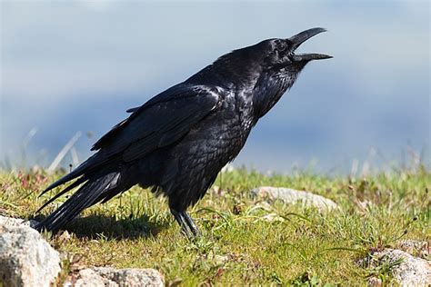 Corvus corax: características, hábitat, reproducción ...