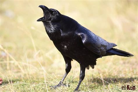 Corvus corax, cuervo grande por Caín Ácrata | Fotografía ...