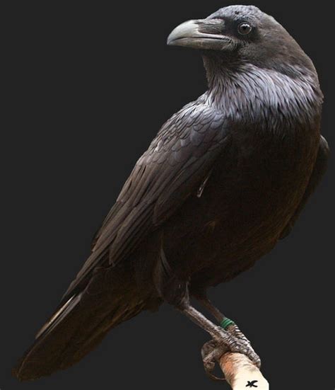 Corvus corax Foto & Bild | tiere, wildlife, wild lebende ...