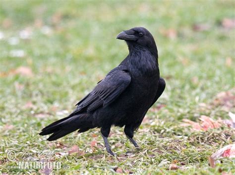 Corvus corax Pictures, Common Raven Images, Nature ...