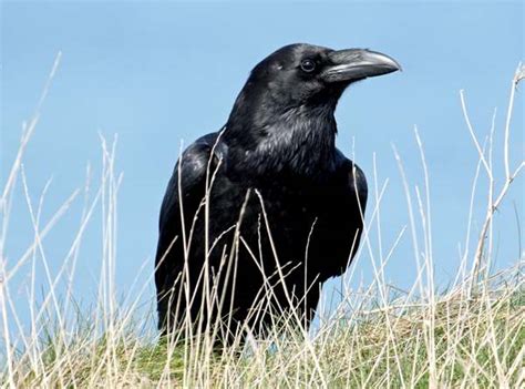 Corvus corax, Raven, identification guide
