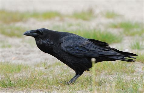 Corvus corax Wikiwand