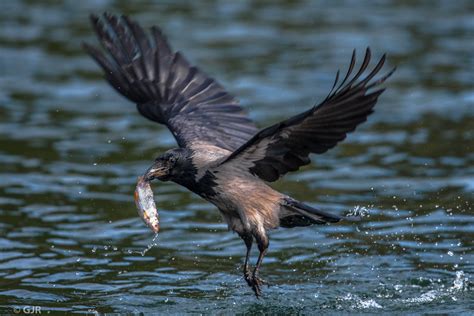Corvus cornix Foto & Bild | tiere, wildlife, wild lebende ...