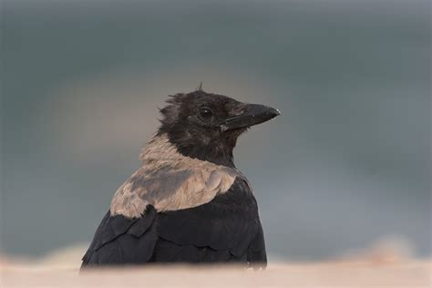Corvus cornix, Hooded Crow