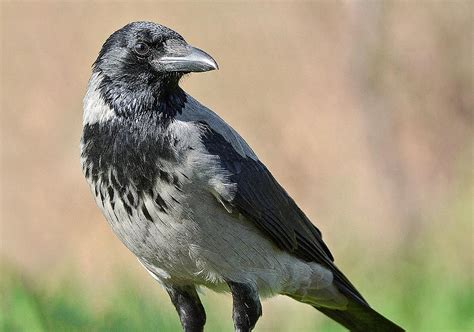 Corvus cornix Monaco Nature Encyclopedia