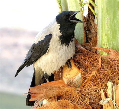 Corvus cornix pallescens – Safari Afrika