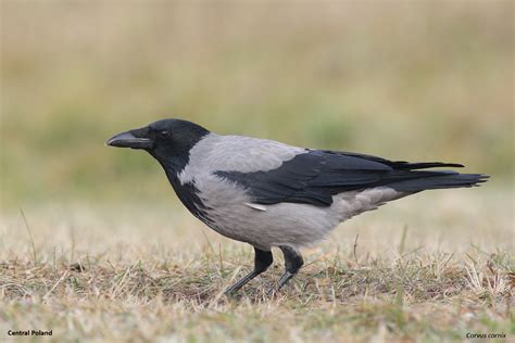 Corvus cornix – Hooded Crow Bulgaria, Poland • Joniec ...