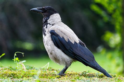 Corvus cornix Wikipedia, la enciclopedia libre