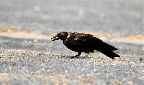 Corvus corone Foto & Bild | natur, tiere, vögel Bilder auf ...