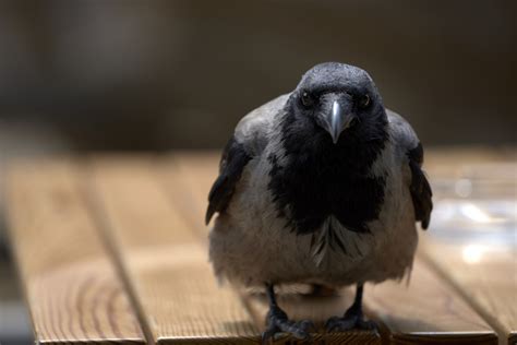 Corvus corone Foto & Bild | tiere, wildlife, wild lebende ...
