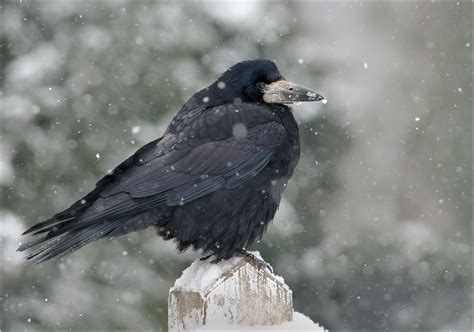 *Corvus frugilegus*  Forum für Naturfotografen
