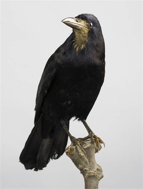 Corvus frugilegus  Linnaeus, 1758 , Roek, opgezette vogel ...