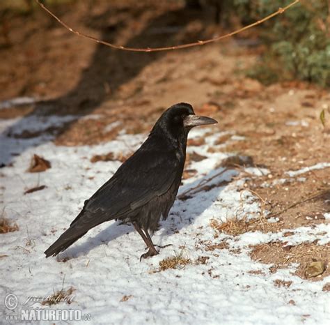 Corvus frugilegus Pictures, Rook Images, Nature Wildlife ...