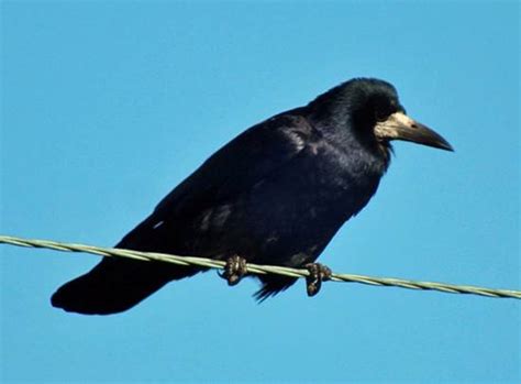Corvus frugilegus, Rook, identification guide