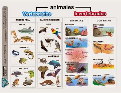 Cosas de niños para la escuela: ANIMALES VERTEBRADOS E ...
