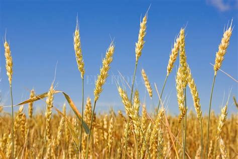Cosecha de trigo da resultados inesperados para los productores : : El ...