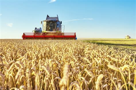 Cosechadora en acción en campo de trigo. la cosecha es el proceso de ...