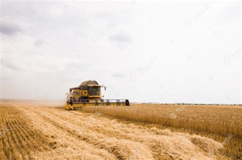 Cosechadora recoge grano de trigo en el campo. | Foto Premium