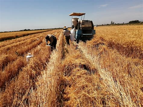 Cosechan 80% de semilla de trigo sembrada en el Valle de Mexicali: JMMN ...