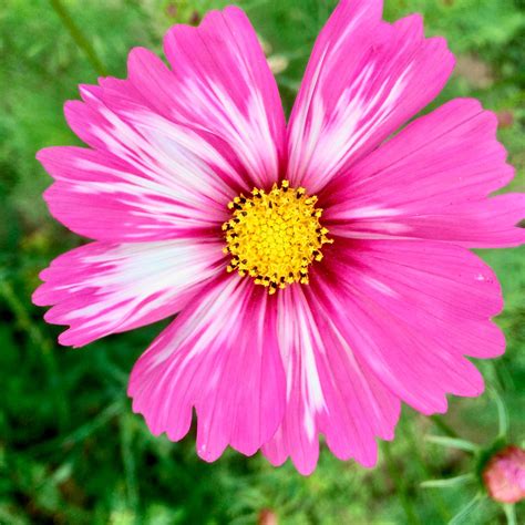 Cosmos: Una flor llena de belleza y color para nuestro jardín