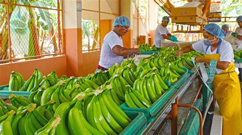 Costa Rica: exportación bananera tuvo fuerte aumento ...