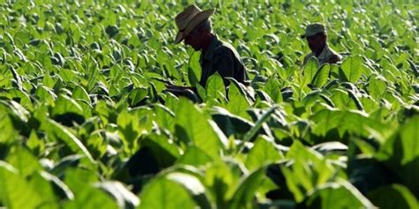 Costa Rica lanza plan para fortalecer el desarrollo de agricultura ...