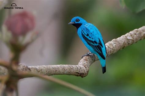 Cotinga Azul/Blue Cotinga/Cotinga nattererii – Birds Colombia # ...