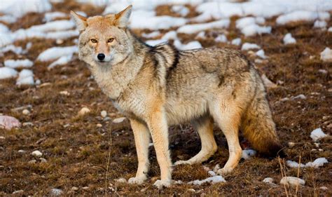 Coyotes, animales que más asustan del mundo :: Imágenes y ...