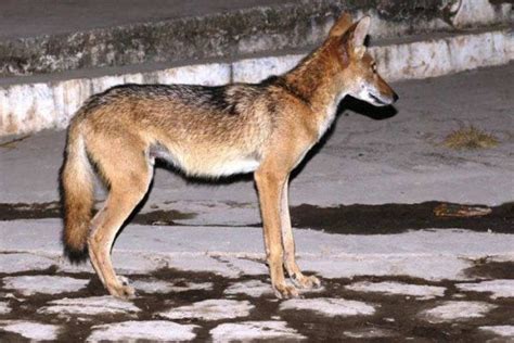Coyotes en El Salvador  Animales  ¿Existen? ¿Donde?   Elsv