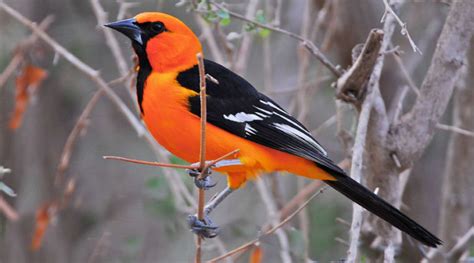 Cozumel y sus 10 aves más bellas para observar | México Desconocido