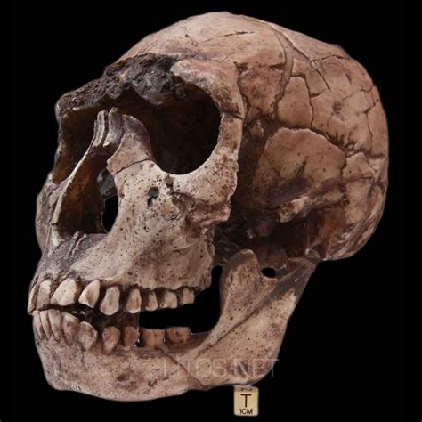 Cráneo del Homo habilis. | Linaje humano | Pinterest