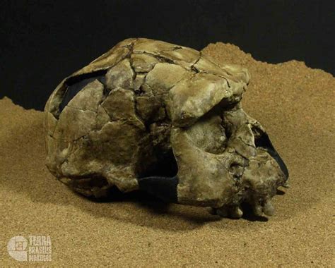 Crânio de Homo erectus