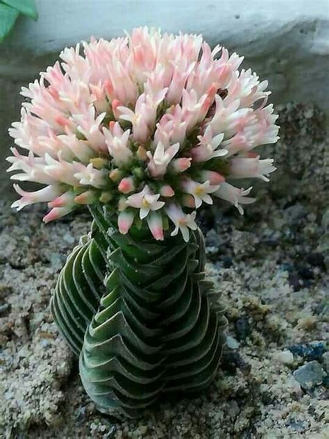 Crassula Buddha s Temple: I love it! It s in the same ...