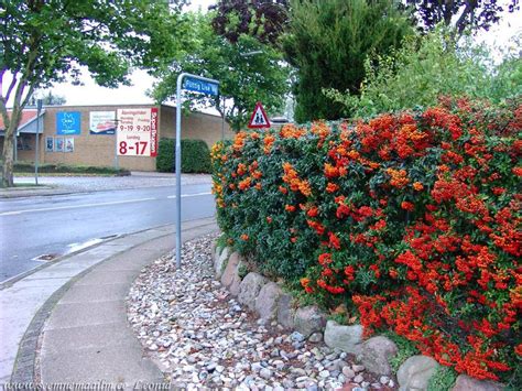 crataegus para cerco arbusto  | Front yard, Plants, Garden