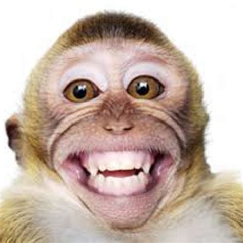 Crazy Monkey | Listen via Stitcher for Podcasts