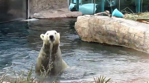 Crazy Polar Bear at San Diego Zoo   YouTube