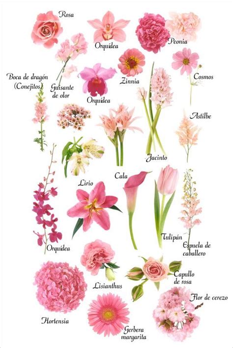 Creación de Bodas Bonitas | Nombres de flores, Tipos de flores, Flores ...