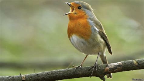 Crean un decodificador del canto de los pájaros   BBC News Mundo