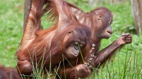 Crean un Tinder para oranguntanes con el fin de ...