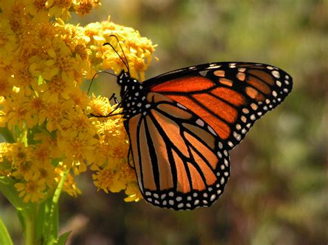 Crearán hábitat para mariposas monarca en Illinois