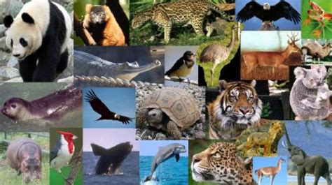 Crece la lista de especies en peligro de extinción a 26 mil | La Verdad ...