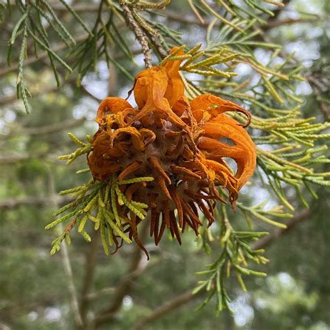 Creepy Orange Fungus ~ Cedar Apple Rust ~ Vic s Tree Service