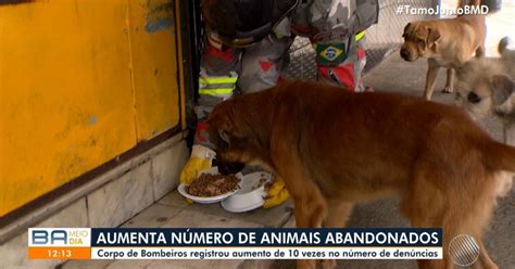 Cresce número de animais abandonados em Salvador durante pandemia ...